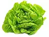 Lechuga Boston o Bibb, hojas separadas