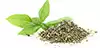 Albahaca