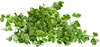 Cilantro, para servir