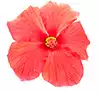 Hibisco