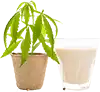 leche de cáñamo