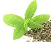 Menta