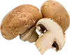Seta