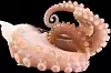 Pulpo
