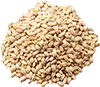 Cebada