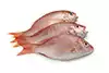 Pargo Rojo