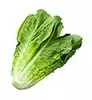 lechugas romanas rotas