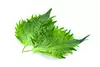 Hojas De Shiso