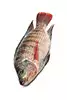 pargo rojo de tres a tres libras y media, escalado y limpio