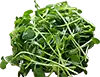brotes de guisantes, rúcula o perejil