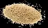 Sorgo