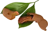 Tamarindos