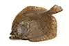 rodaballo de 120 g, sin piel