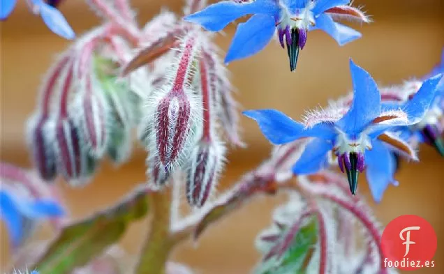 Zanahoria De Verano En Escabeche, Gravalax De Salmón Y Borraja