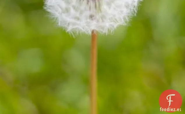 Conservas de Diente de León