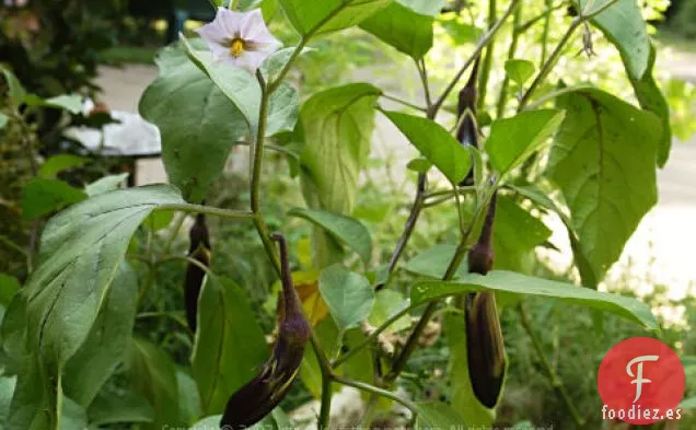 Gumbo de Jardín