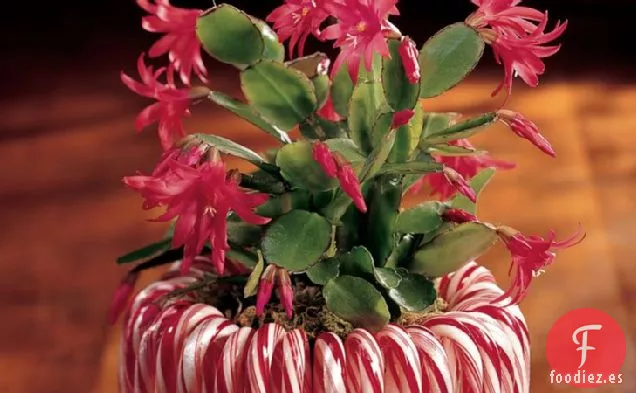 Jardinera de Caña de Caramelo