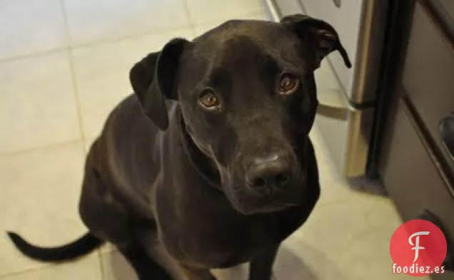 Galletas de Calabaza con 4 Patas