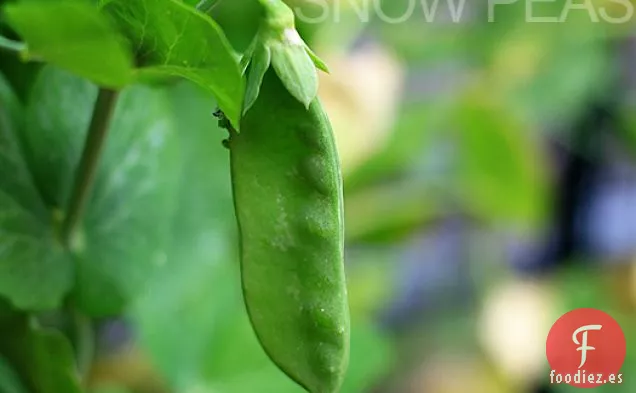 Filete De Falda De Jengibre Con Guisantes, Champiñones Y Pimientos