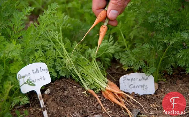 Receta De Zanahorias De Primavera Con Menta y Quinua