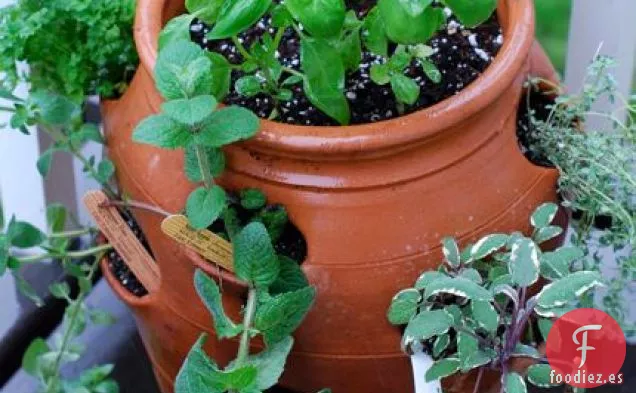 Pesto de Perejil de Nuez