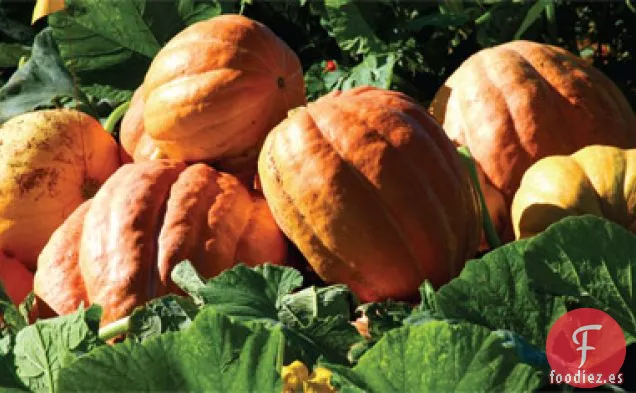 Crujiente de Macadamia de Arándano Frío