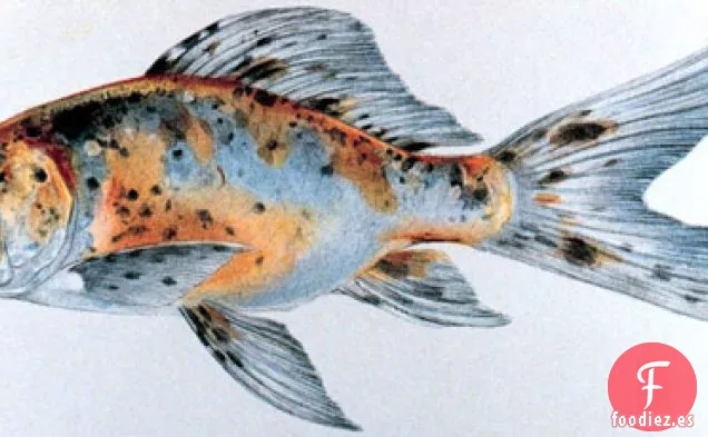 Francés En Un Instante: Trout En Papillotte