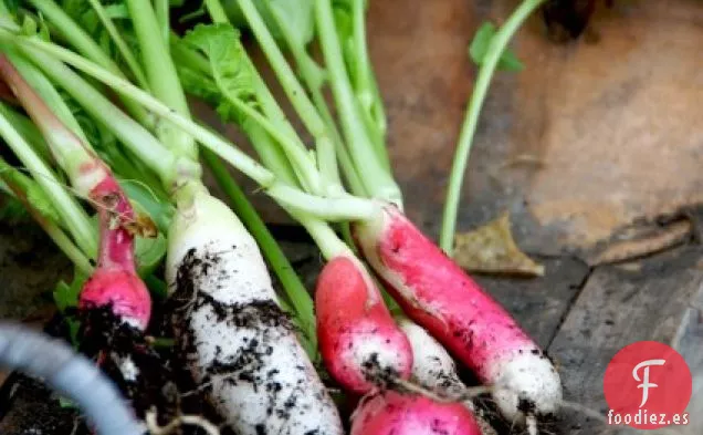 Ensalada De Rúcula Y Rábano Con Panceta De Cerdo Caliente Estofada