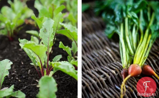 no desperdicies raleos de jardín: a para remolachas enteras estofadas para bebés