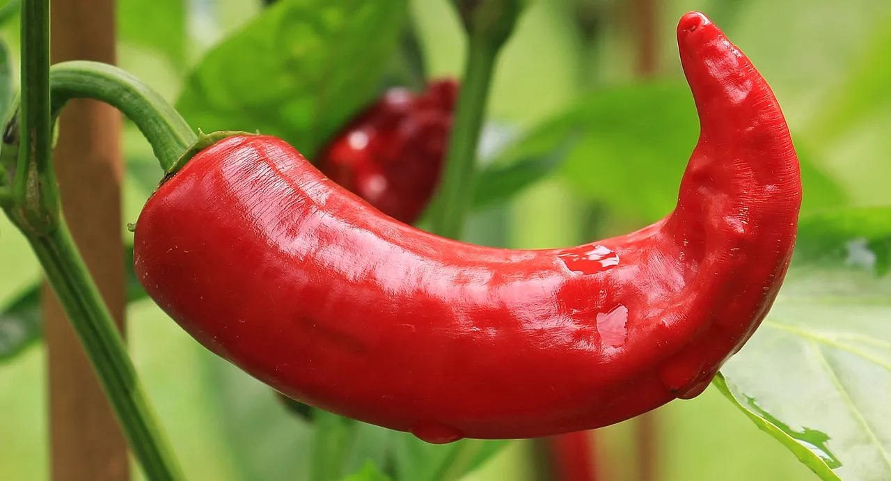 Rellenos de Chile con Queso