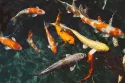 Diferentes tipos de peces y sus características únicas