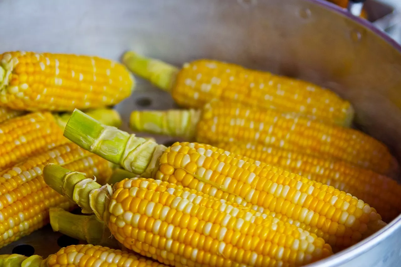 Recetas de mazorcas de maíz: ideas fáciles y deliciosas para su próxima comida al aire libre