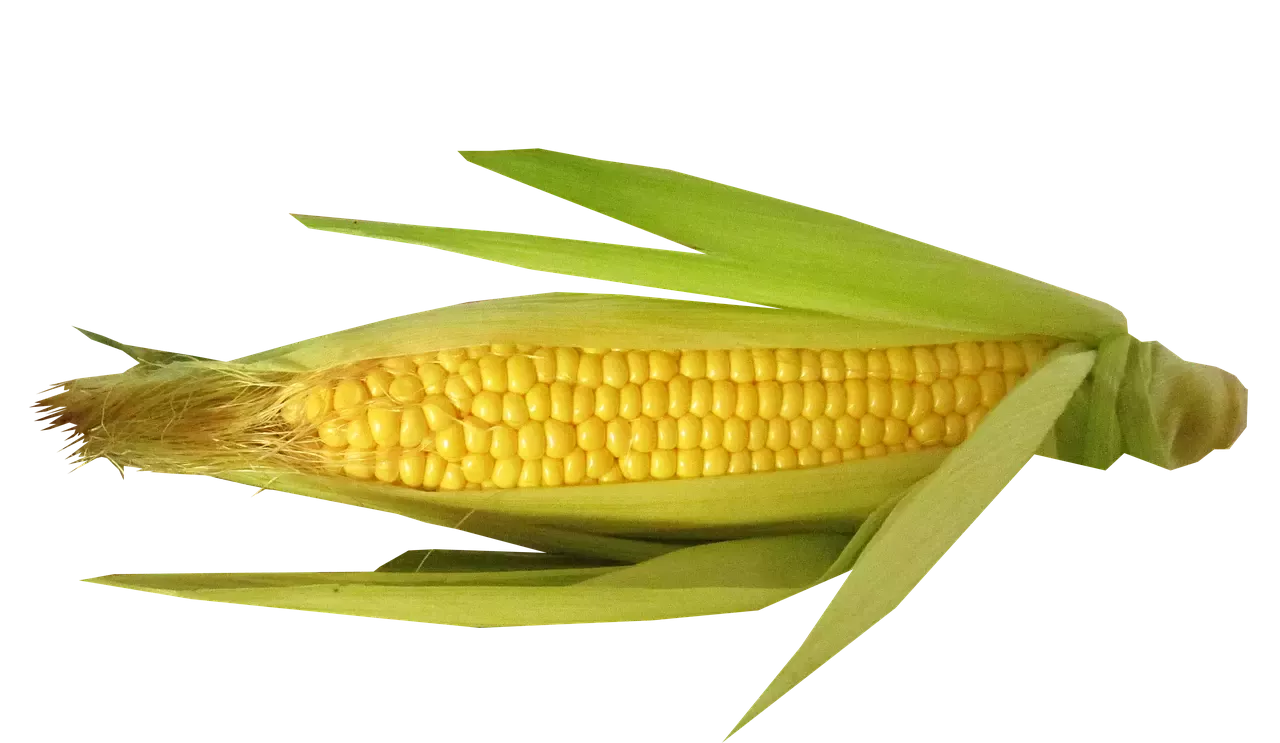 Una guía paso a paso para el maíz perfectamente cocido